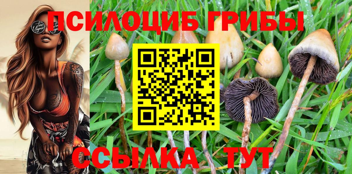 Псилоцибиновые грибы Psilocybine cubensis Гай